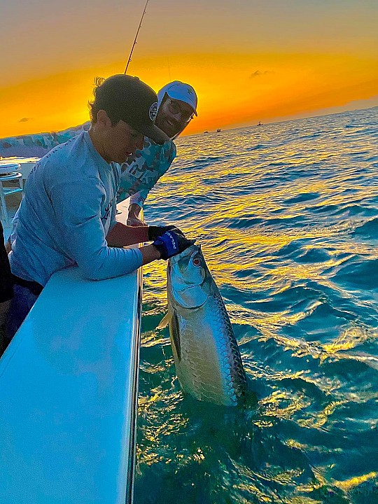 Tarpon