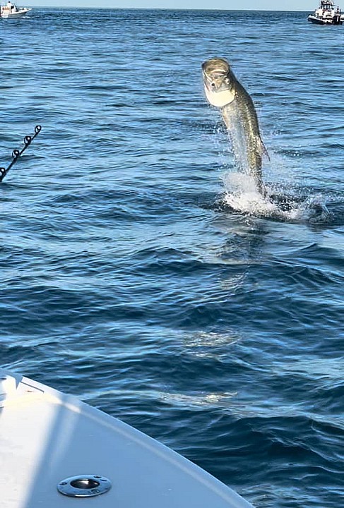Tarpon