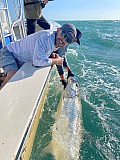 Tarpon