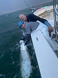 Tarpon