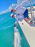 Tarpon