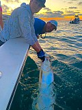 Tarpon