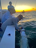 Tarpon