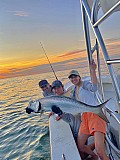 Tarpon