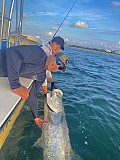 Tarpon