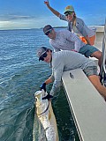 Tarpon