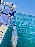 Tarpon