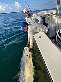Tarpon