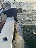 Tarpon