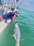 Tarpon