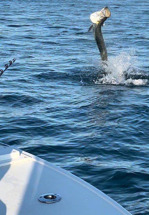 Tarpon