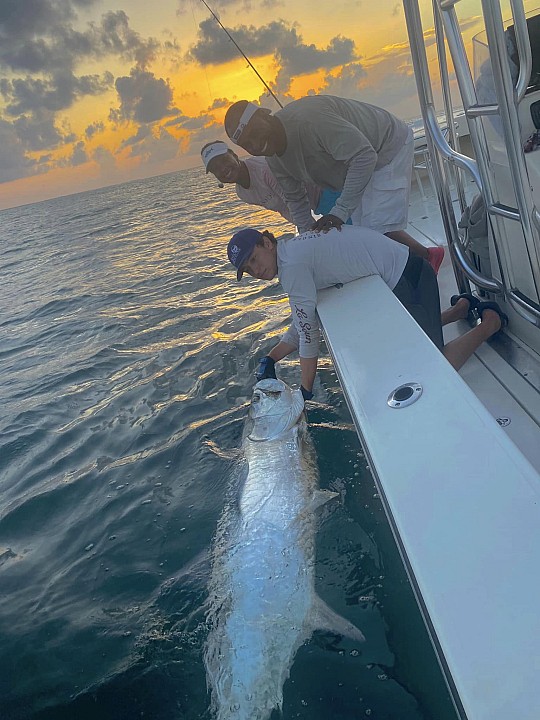 Tarpon